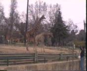 [Giraffe]