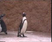 [Penguin]
